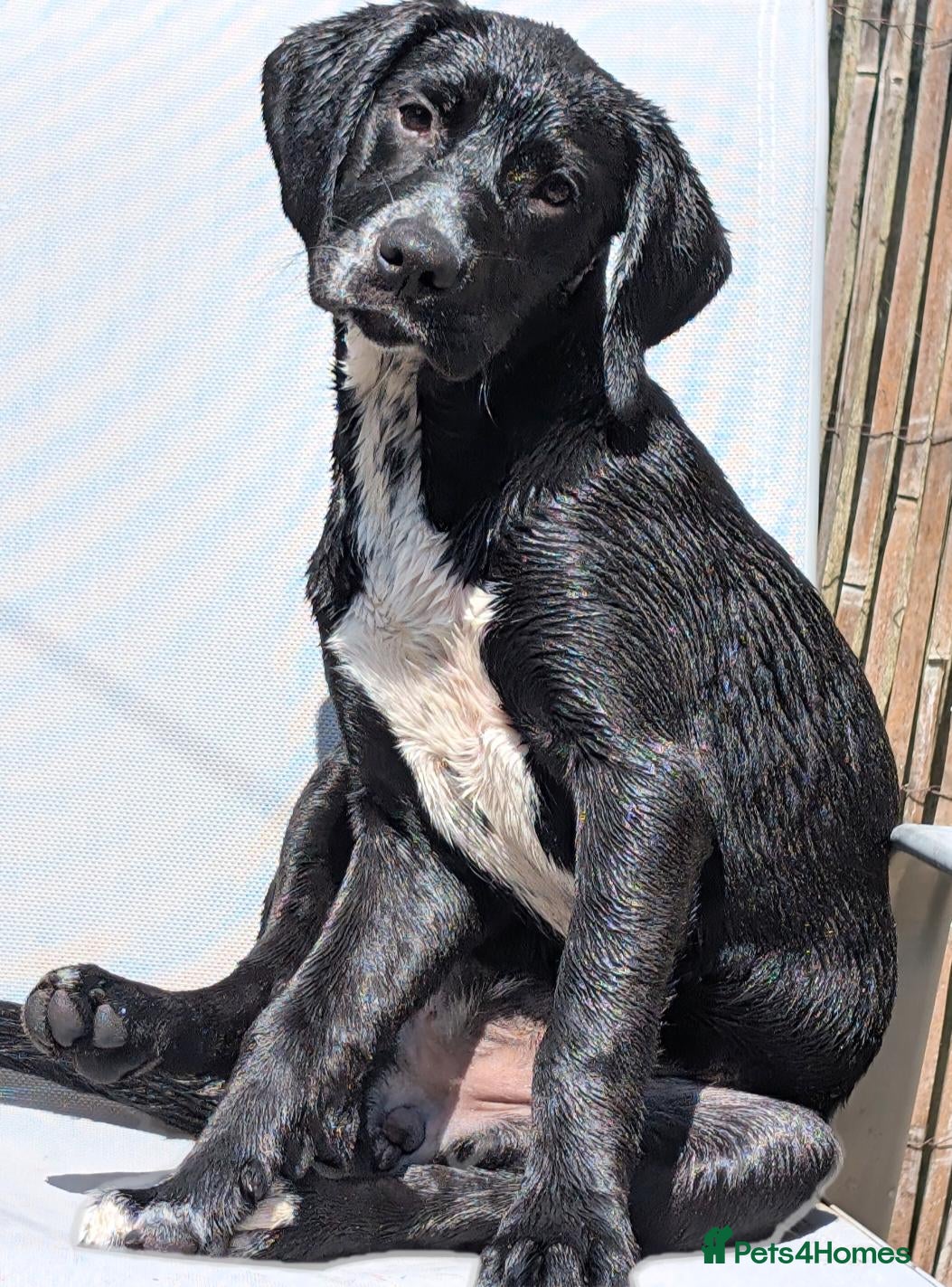 Mixed Breed dogs 7/8 month gold-mation pepper! - Advert 1