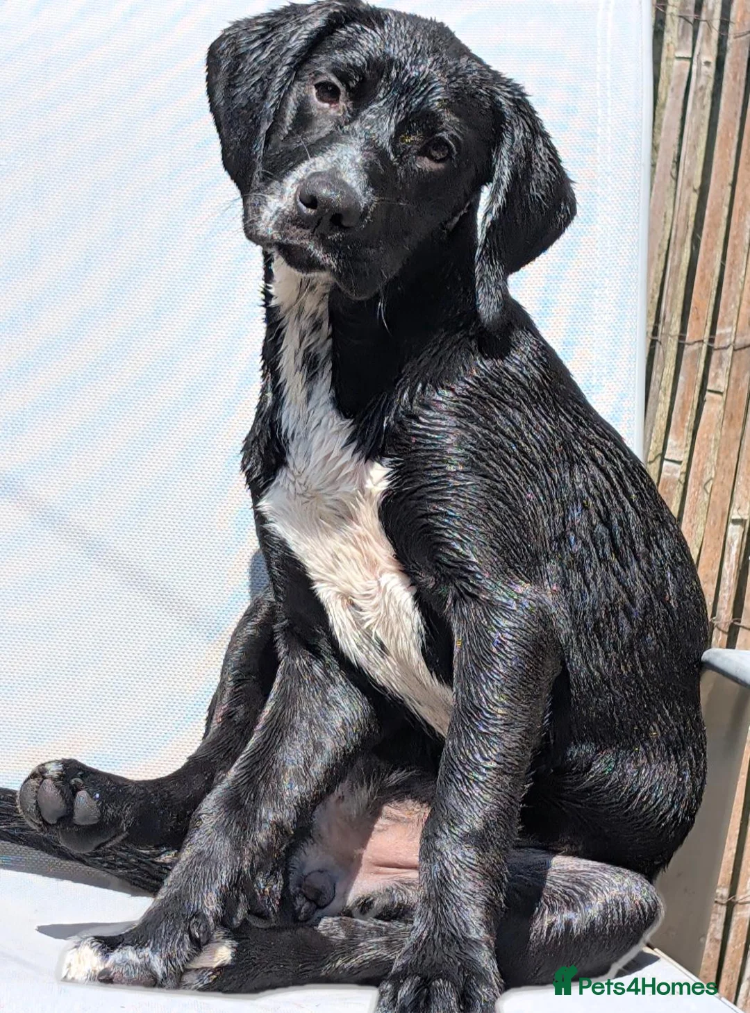 Mixed Breed dogs for sale: 7/8 month gold-mation pepper! - Advert 1