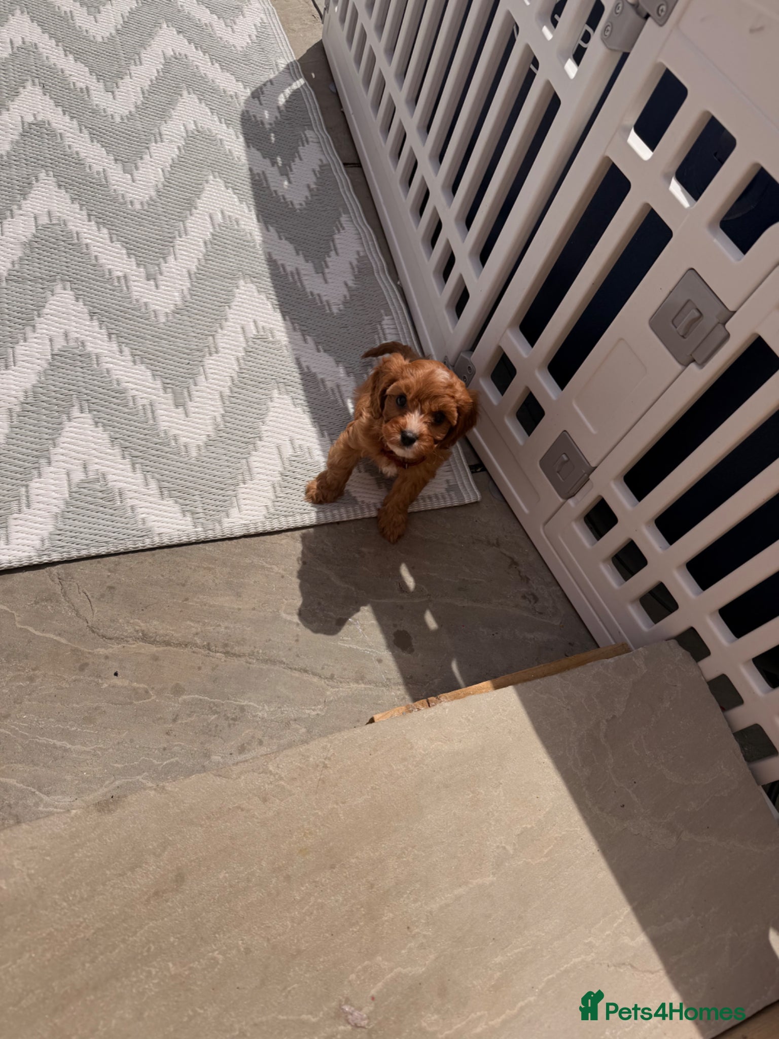 Cavapoo dogs READY NOW 🥰dna health clear parents,💙🩷  - Advert 2