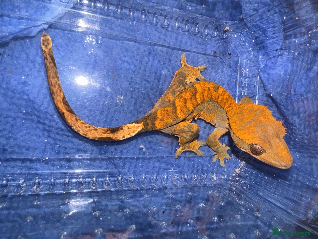 Gecko reptiles for sale: Last Crested Gecko for sale.  - Image 3