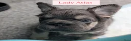 French Bulldog dogs for sale: Little lilo and the one and only Atlas litter - Advert 4