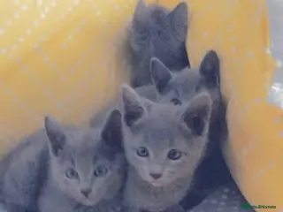 Russian Blue cats Full pedigree kittens - Advert 5