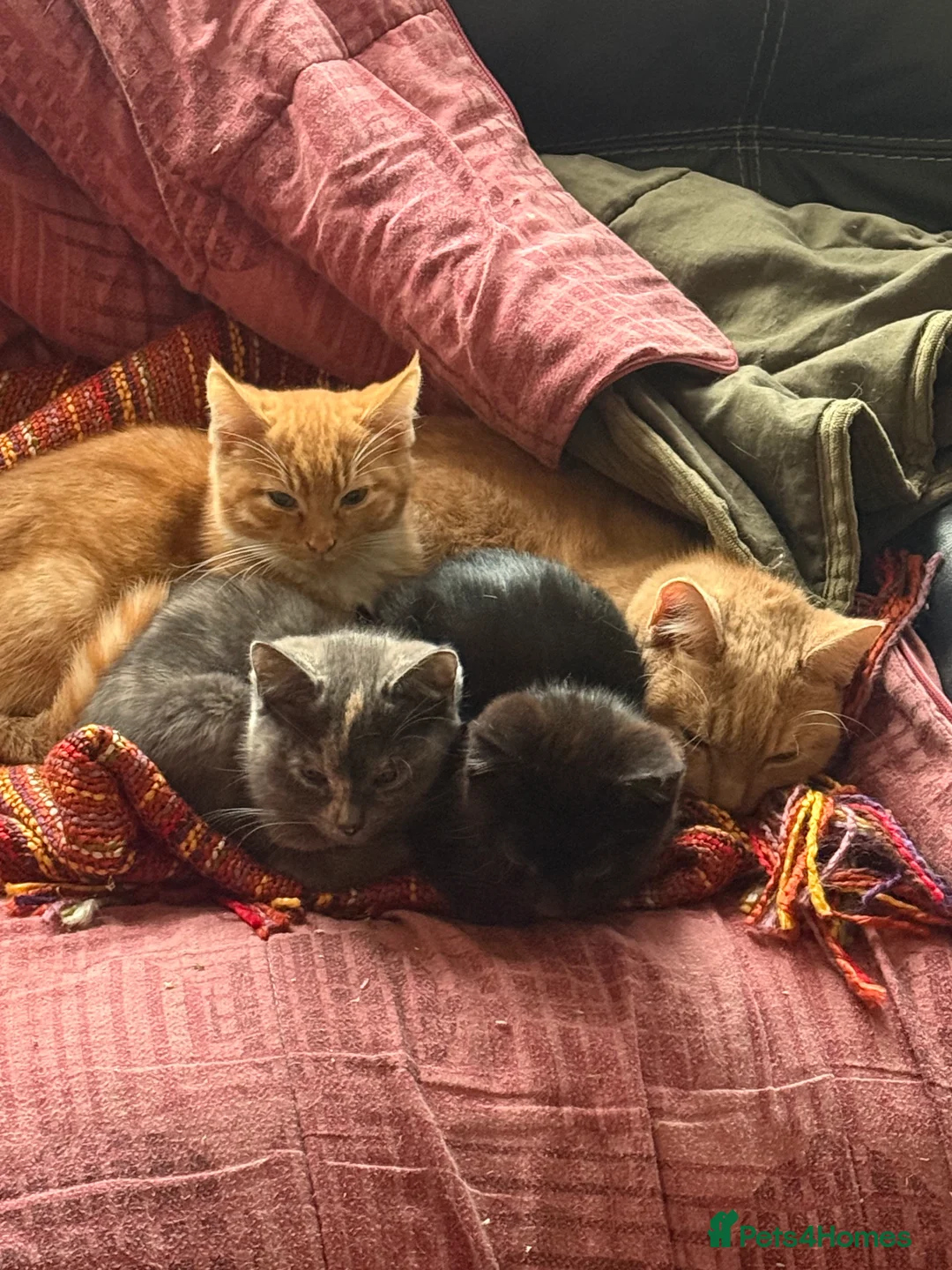 Mixed Breed cats for sale: MISTY AND NACHO ⭐️ - Advert 3