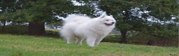 Samoyed dogs for stud: FULLY HEALTH TESTED KC Samoyed For Stud Champ Line - Advert 15