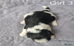 Biewer Terrier dogs for sale: Yorkshire Biewer Terriers Puppies - Image 8