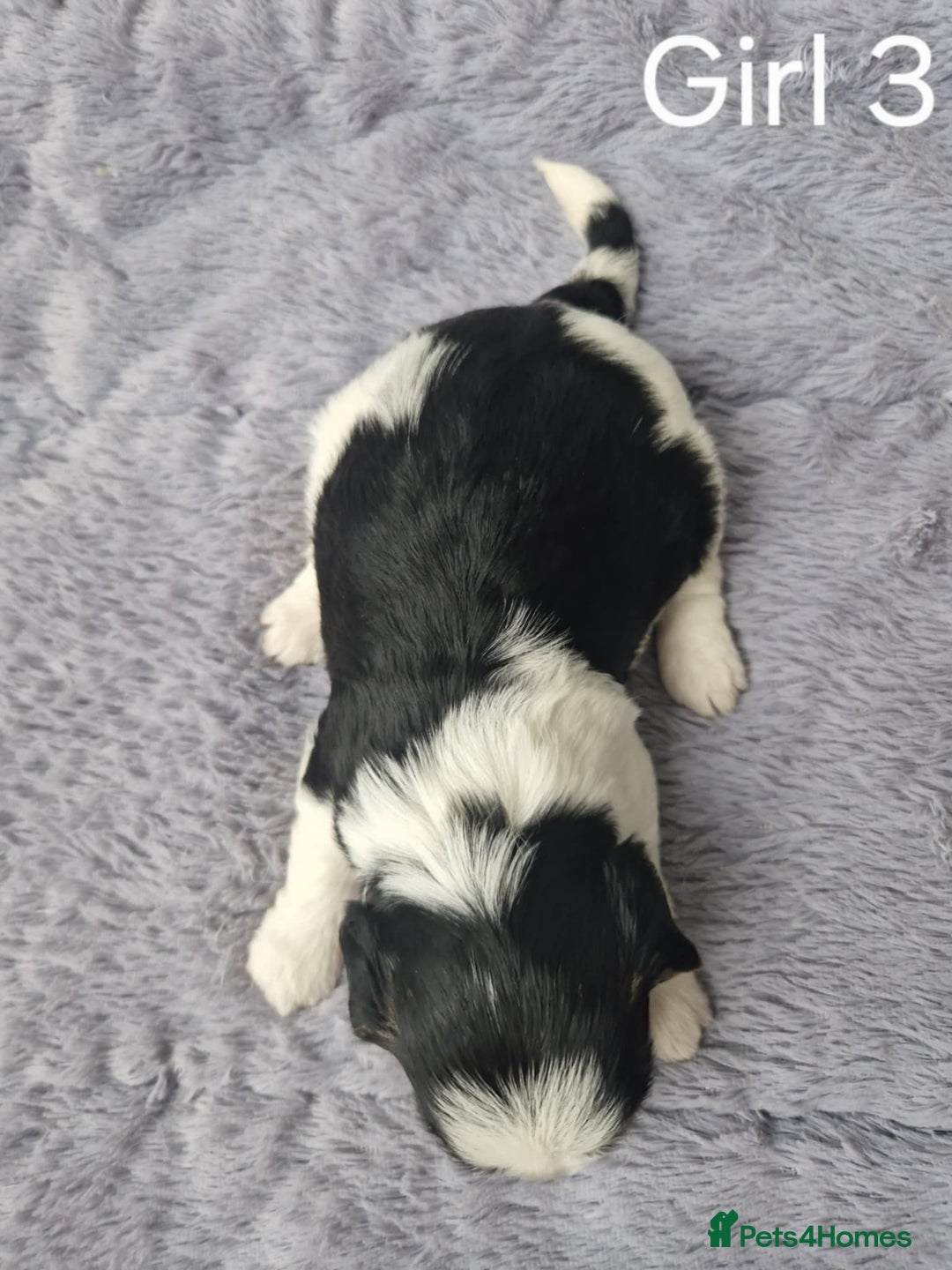 Biewer Terrier dogs for sale: Yorkshire Biewer Terriers Puppies - Image 8