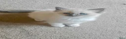 Ragamese cats for sale: READY THIS WEEK! TWO SIAMESE AND ONE RAGDOLL - Advert 7