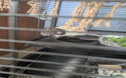 Rat rodents for sale: 2 Male rats arround 8 month - Advert 2