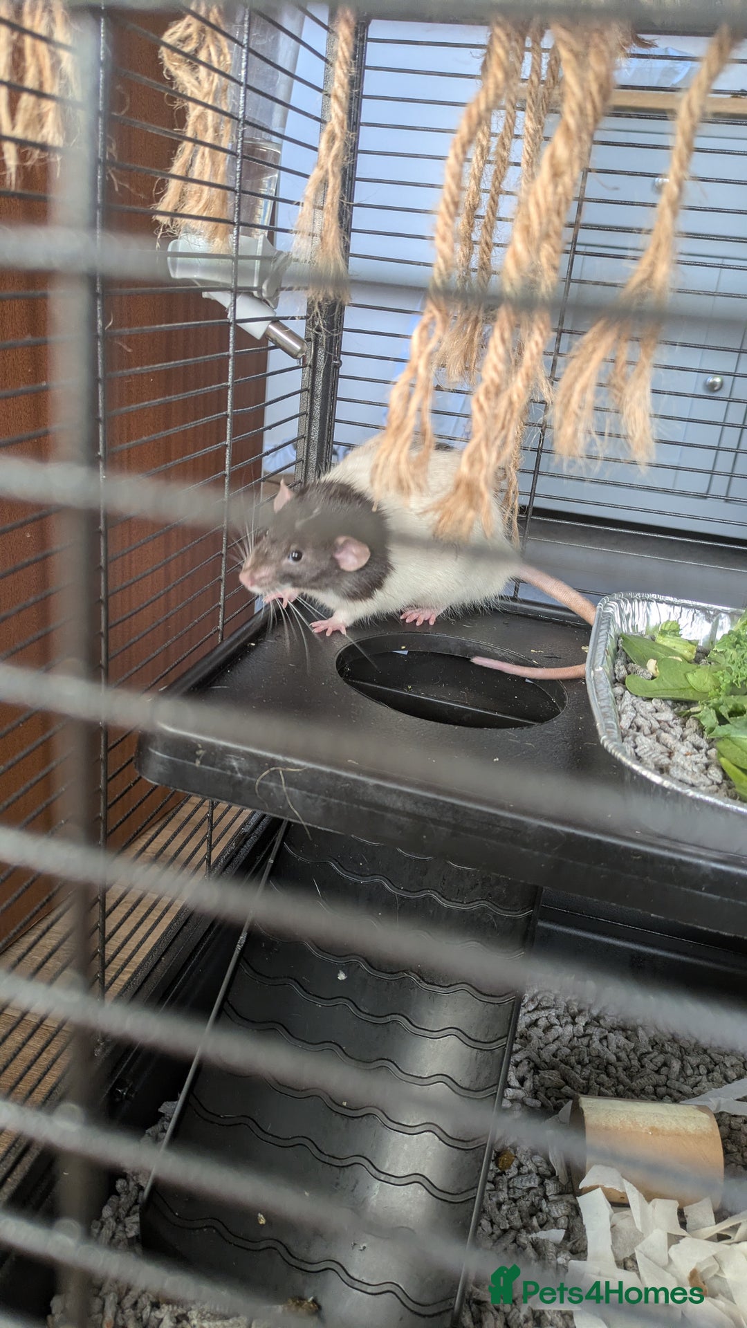 Rat rodents for sale: 2 Male rats arround 8 month - Advert 2