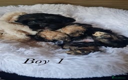 Shorkie dogs for sale: 9 stunning shorkie puppies - Image 9