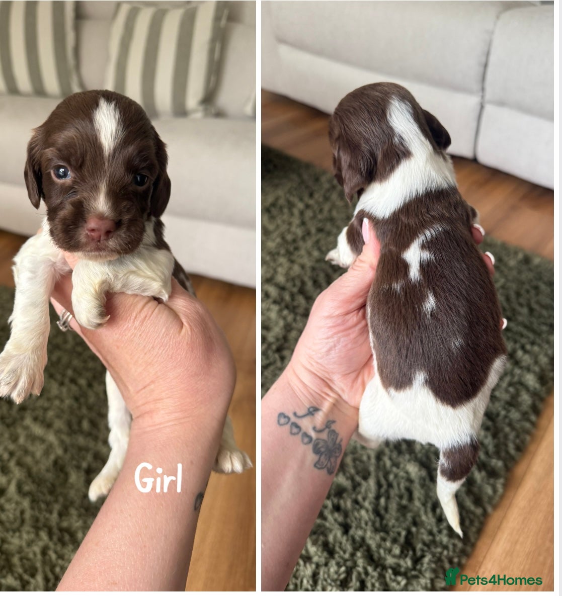 English Springer Spaniel dogs 🐶KC REG SPRINGER SPANIEL PUPPIES READY 3rd JULY🐶 - Advert 1