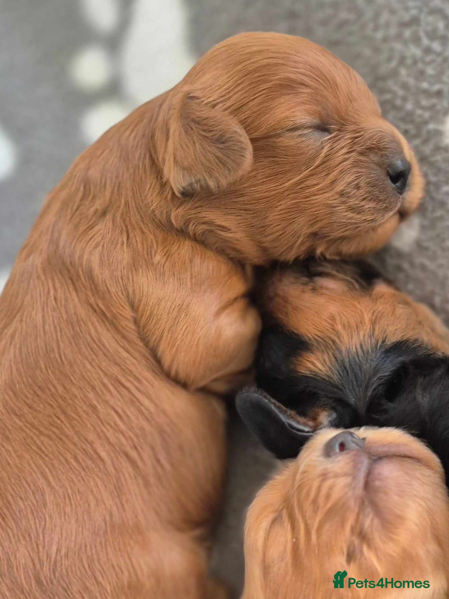 Cavapoo dogs for sale: Cavapoo puppies-deposits taken on all 3 - Advert 21