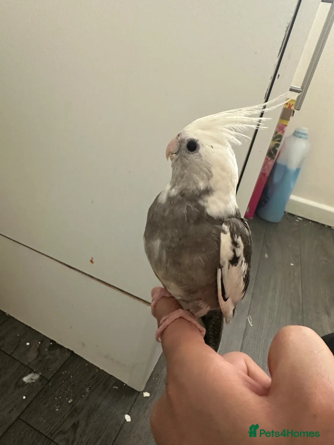 Cockatiels birds for sale: Middlesbrough  in Middlesbrough - Advert 2