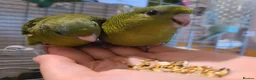 Parakeets birds for sale: Lineolated Parakeets - Advert 5