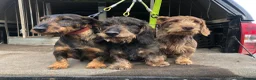 Dachshund dogs for sale: Wirehaired dachshunds ( teckels) - Advert 1
