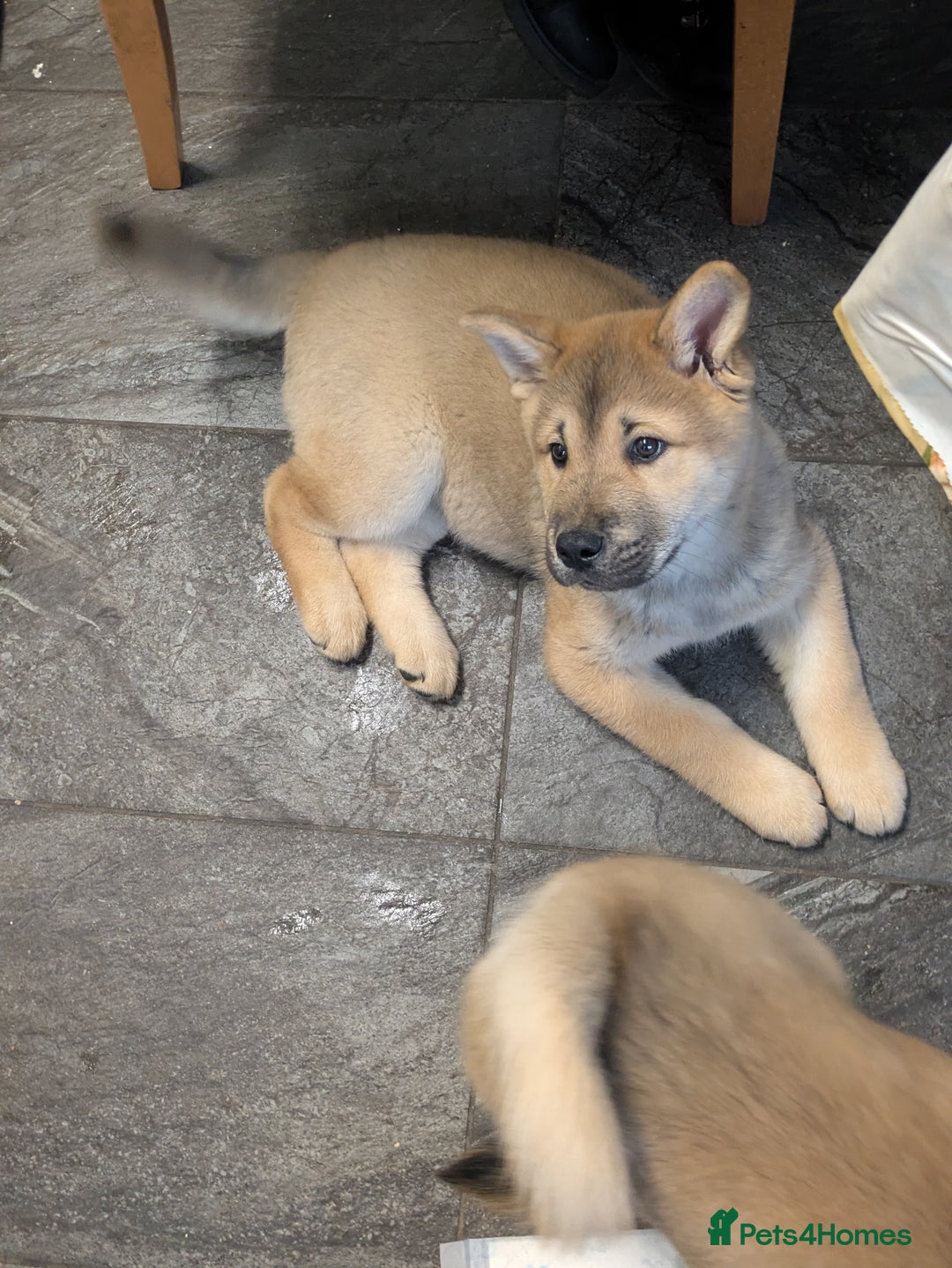 Mixed Breed dogs for sale: Pup for sale - Advert 2