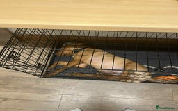 Labrador Retriever dogs for sale: 6 month old red fox labrador for sale - Image 3