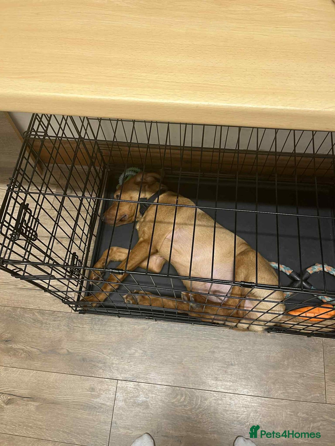 Labrador Retriever dogs for sale: 6 month old red fox labrador for sale - Image 3