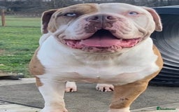 Alapaha Blue Blood Bulldog dogs for sale: IABBR. Health tested. Top lines.  - Advert 23