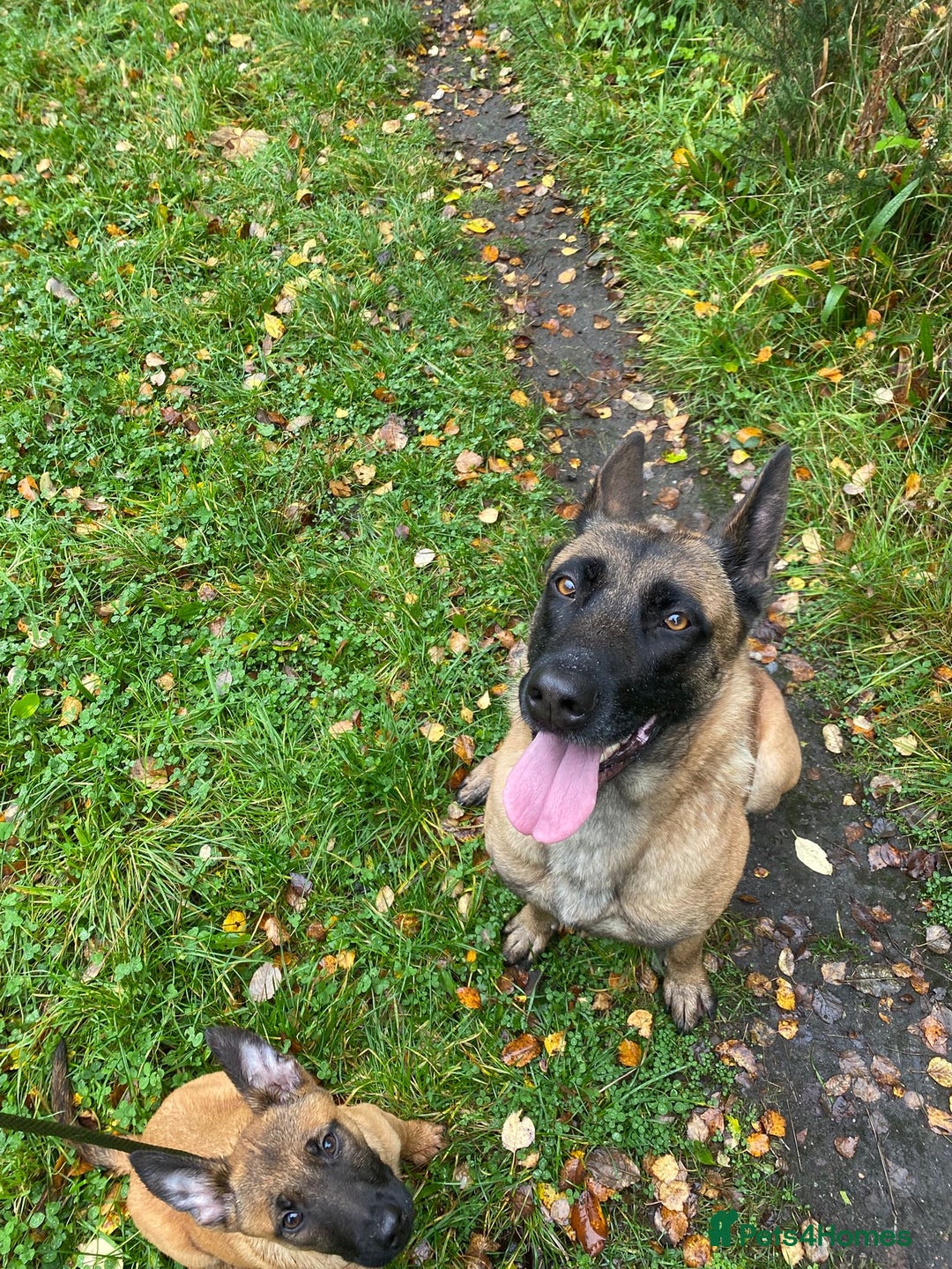 Belgian Shepherd Dog dogs for sale: Belgian shepherd  - Advert 4