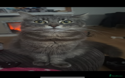 Mixed Breed cats for sale: 3 beautiful kittens - Image 3