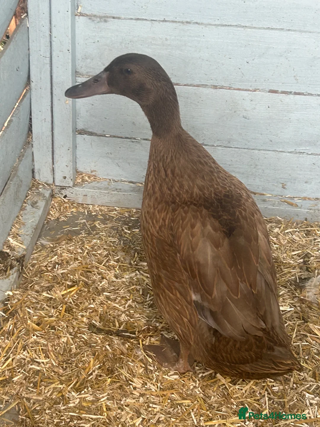 Ducks poultry for sale: Female khaki Campbell ducks - Advert 4
