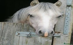 Welsh Section A horses for sale: Section A gelding - Image 1