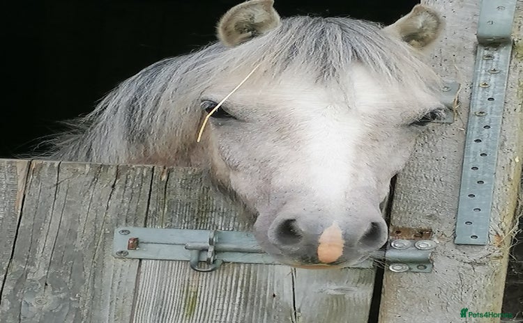 Welsh Section A horses - Advert 2