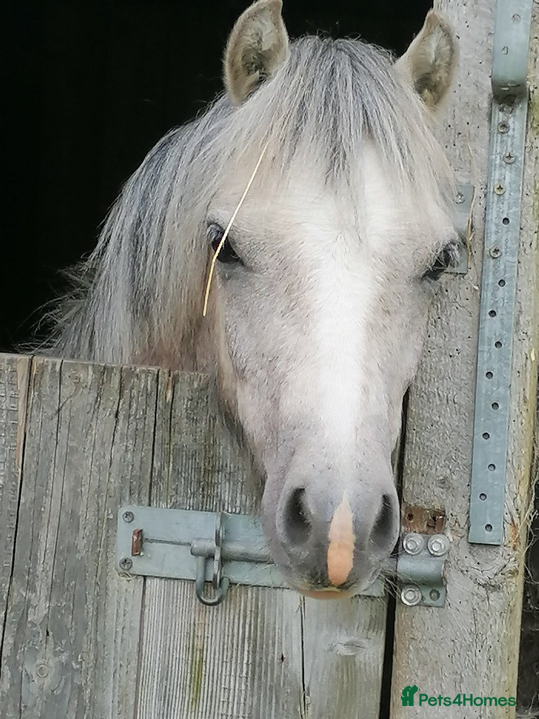 Welsh Section A horses for sale: Section A gelding - Image 1