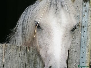 Welsh Section A horses - Advert 6