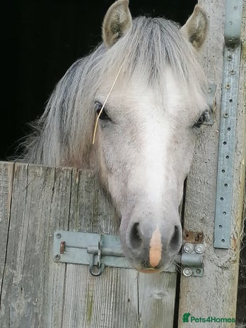 Welsh Section A horses - Advert 2