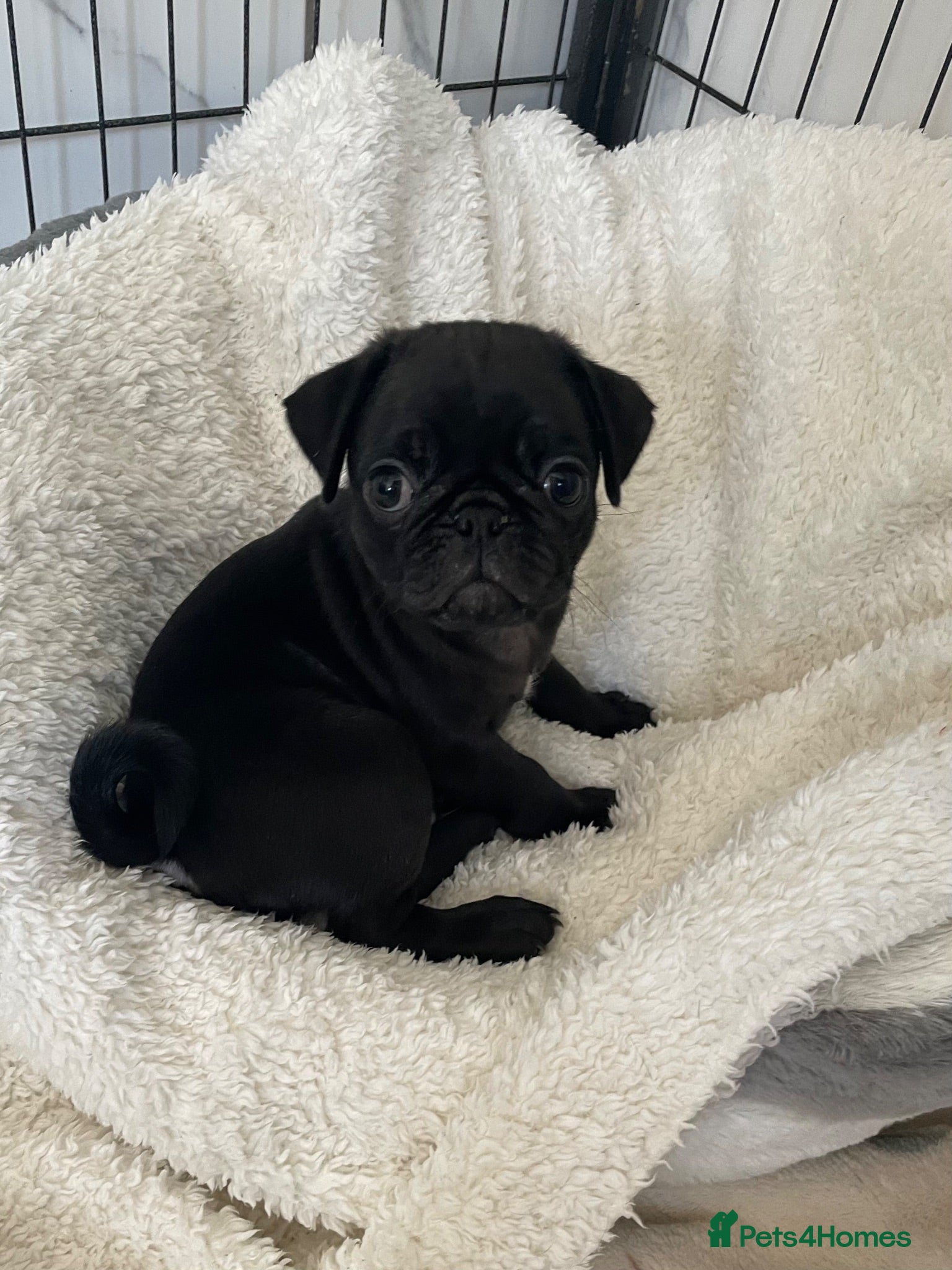 Pug dogs Boys Boys Boys!! Two Black boys AVAILABLE 🐶🐶 - Advert 2