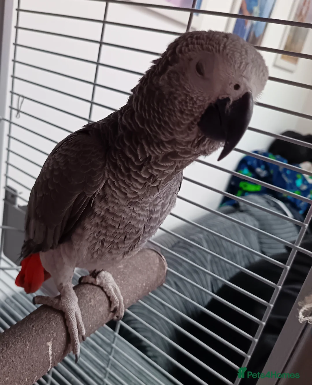 Parrots birds for sale: Male African grey parrot  - Advert 4