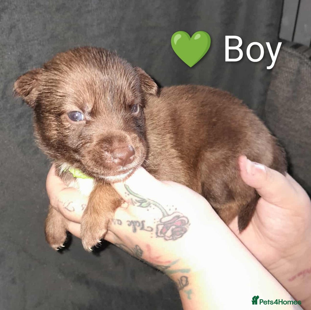 Mixed Breed dogs for sale: American Bulldog x Siberian Husky - Image 9