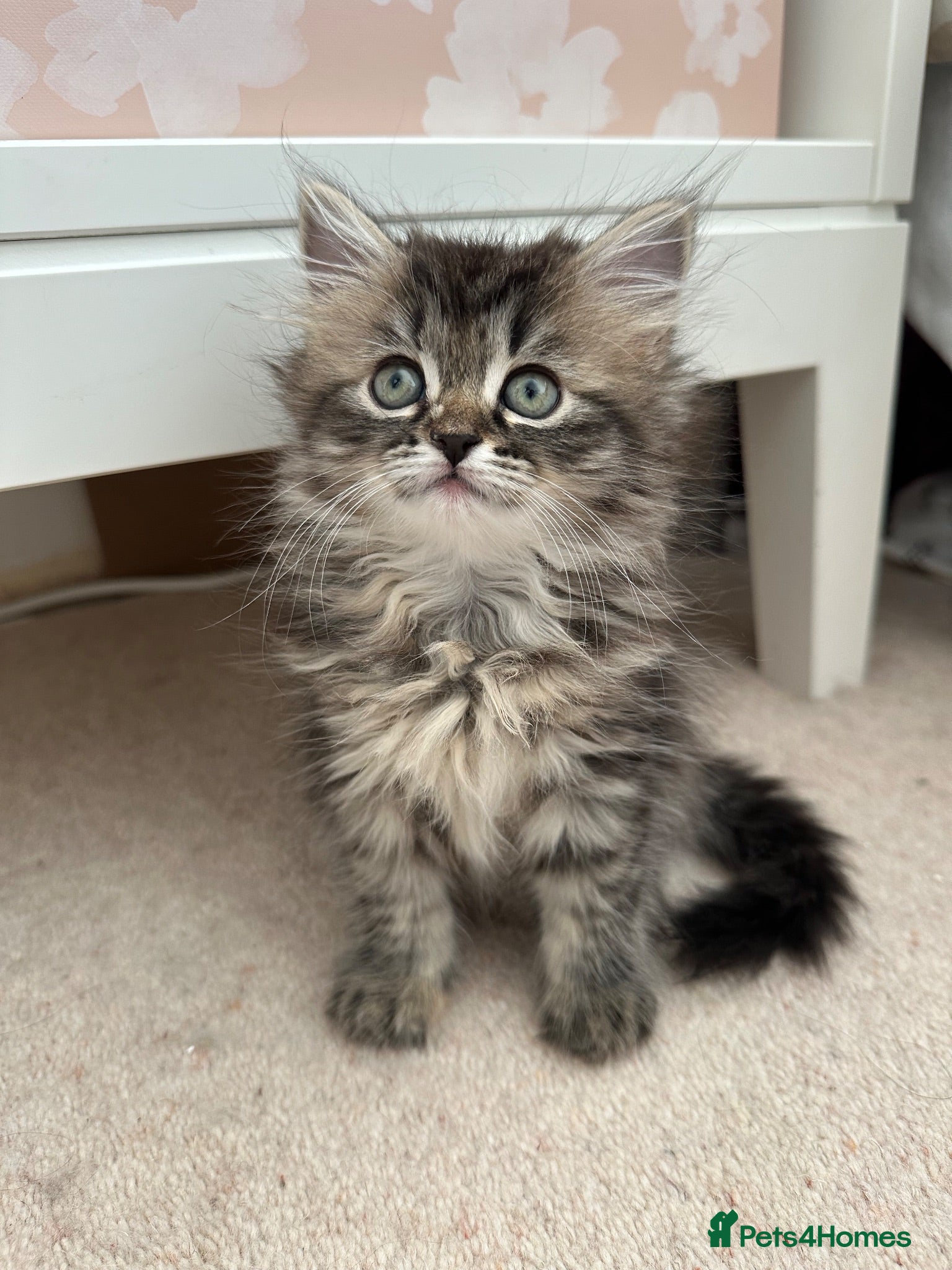 Siberian cats Beautiful Siberian Kittens - Advert 2