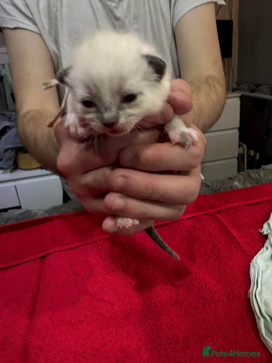 British Shorthair cats for sale: Kittens for sale - Advert 2