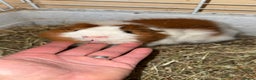 Guinea Pig rodents for sale: Two males  - Advert 10