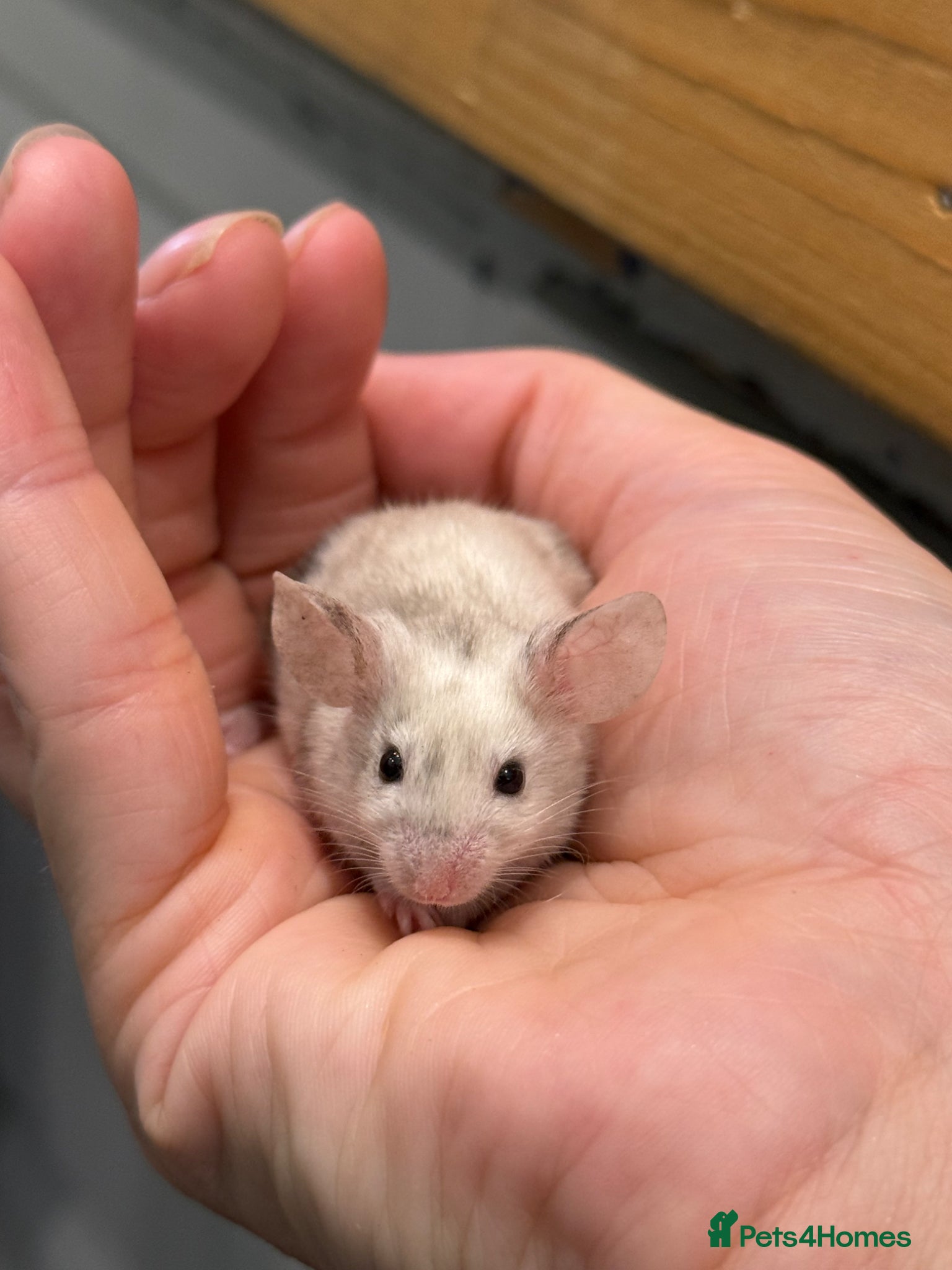 Mouse rodents 4 female Mice with enclosure and accessories  - Advert 1