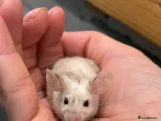 Mouse rodents 4 female Mice with enclosure and accessories - Advert 3