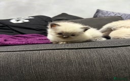 Ragdoll cats for sale: 7 beautiful lynx blue/seal point ragdoll kittens - Image 8