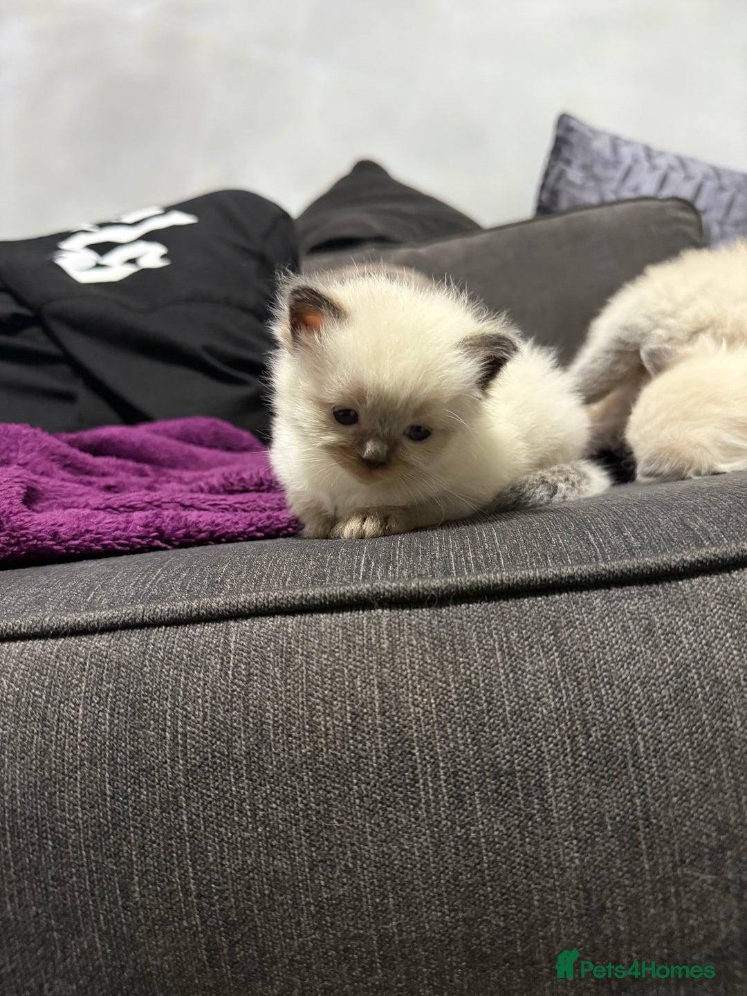 Ragdoll cats for sale: 7 beautiful lynx blue/seal point ragdoll kittens - Image 8