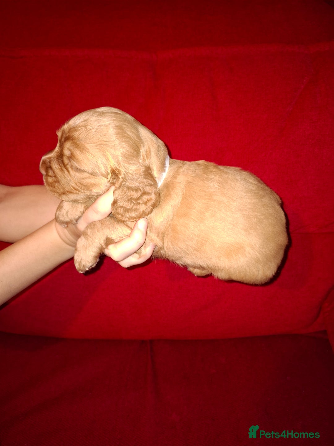 Cocker Spaniel dogs for sale: KC Registered Working Cocker Spaniel Puppies - Advert 9
