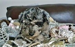 Mixed Breed dogs for sale: STUNNING FOODLE PUPPIES - Advert 13