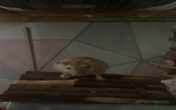 Gerbil rodents for sale: Lone gerbil  - Image 4