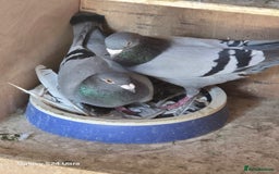 Pigeons birds for sale: Baby and adult racing Pigeons  - Image 22