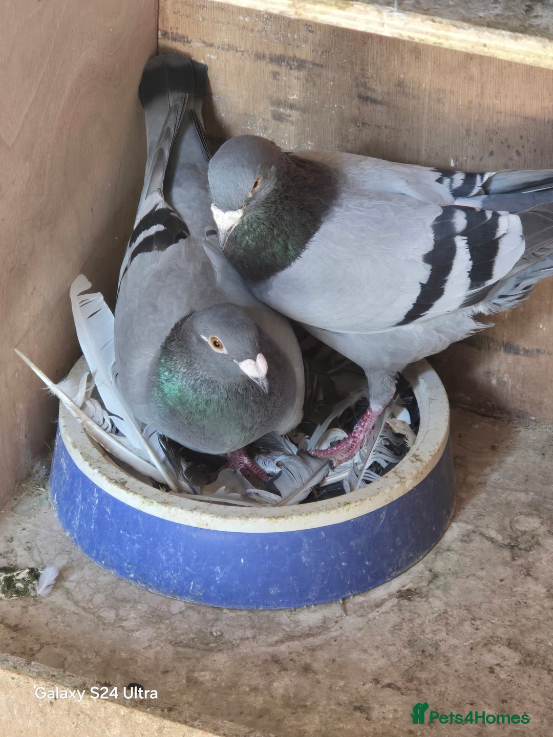 Pigeons birds for sale: Baby and adult racing Pigeons  - Image 22