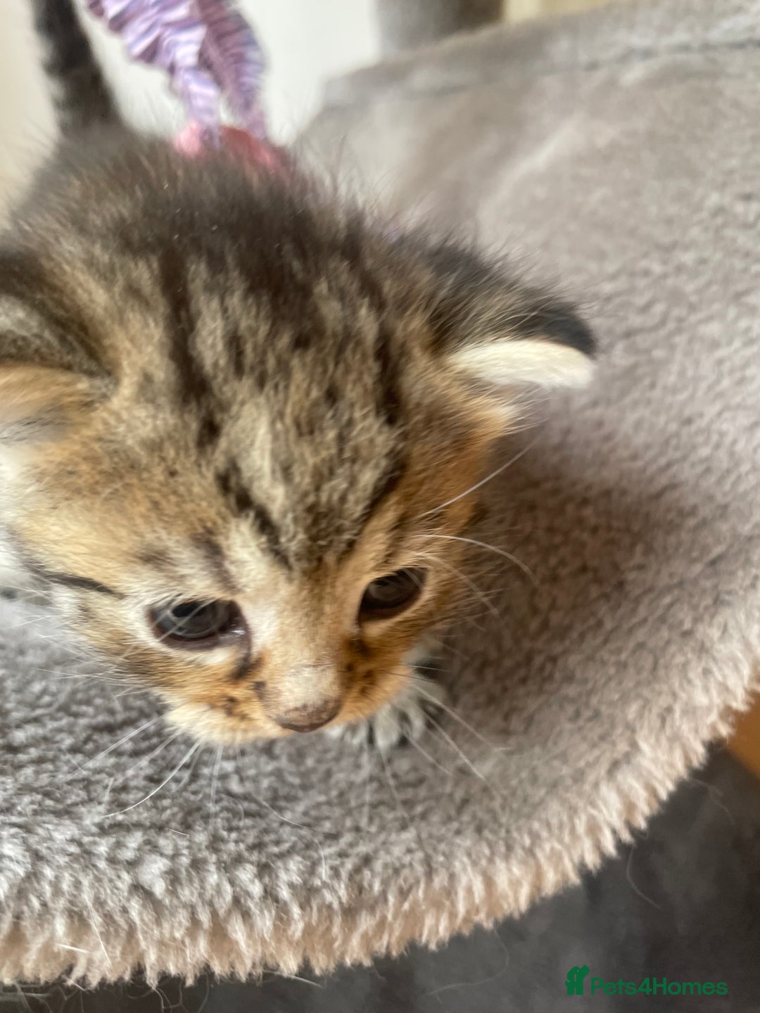 Egyptian Mau cats for sale: Egyptian mau kittens  - Image 4