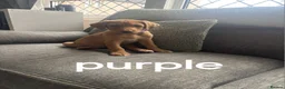 Labrador Retriever dogs for sale: Labradors - Advert 5