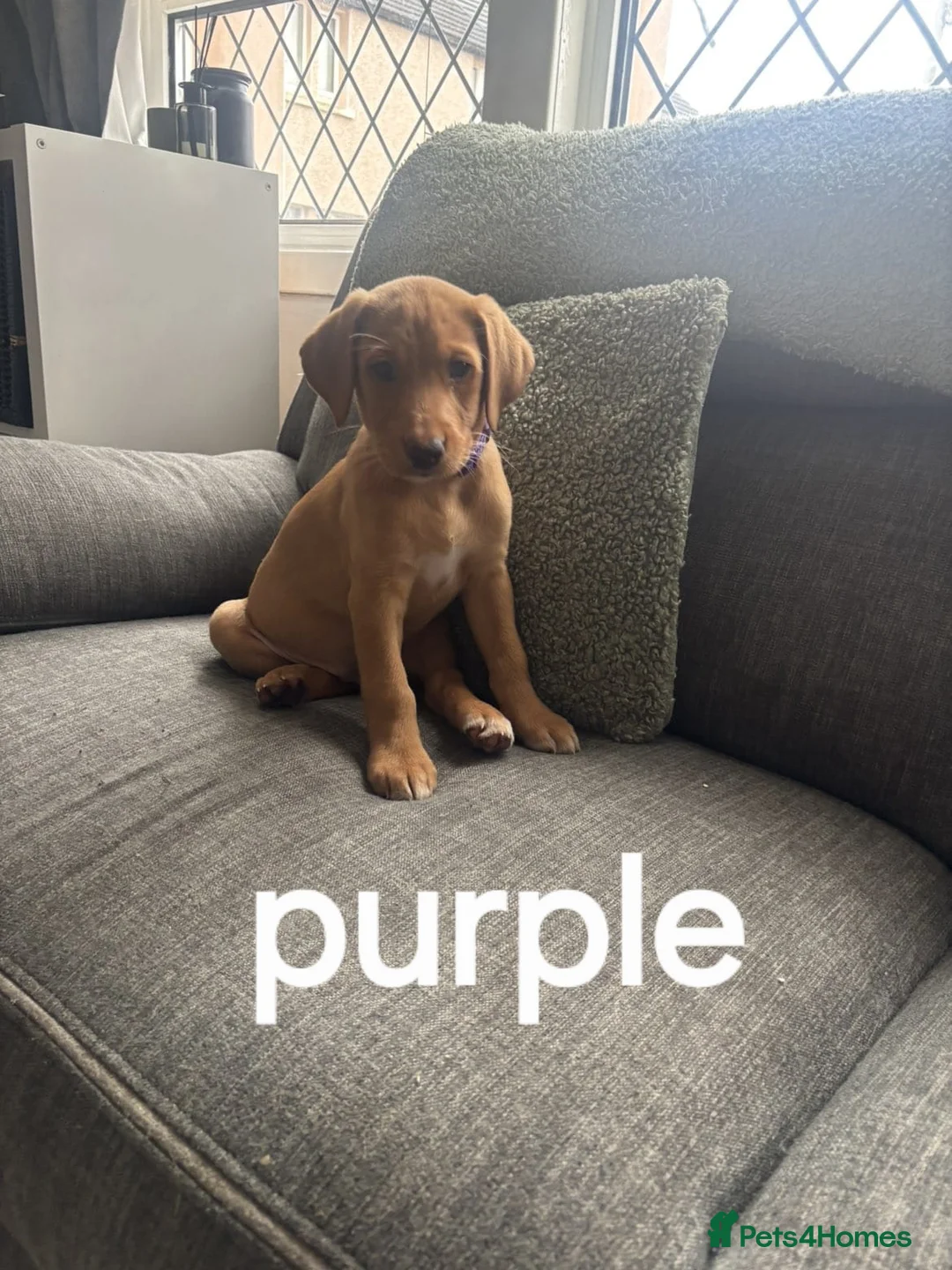 Labrador Retriever dogs for sale: Labradors - Advert 5