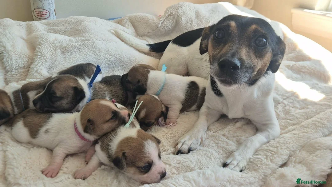 Jack Russell dogs for sale: Jack Russell Puppies  - Advert 11